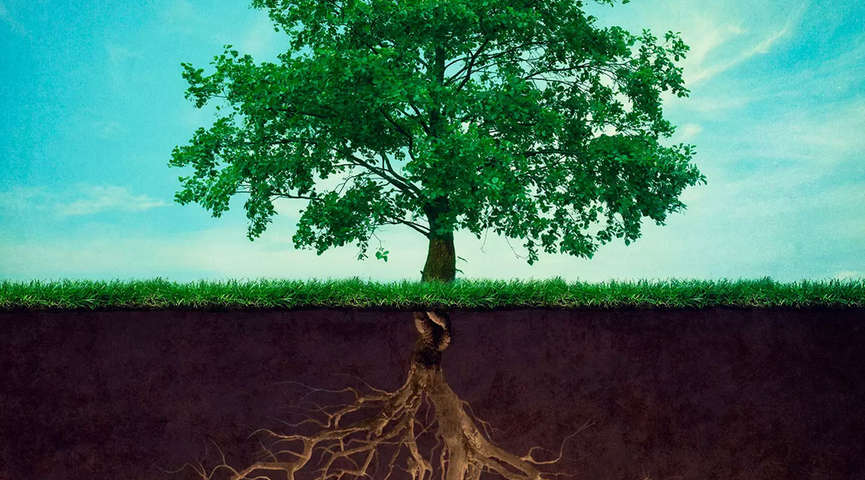Дерево с корнями в почве. Листы и корни басня Крылова. Басня листы и корни Крылов.